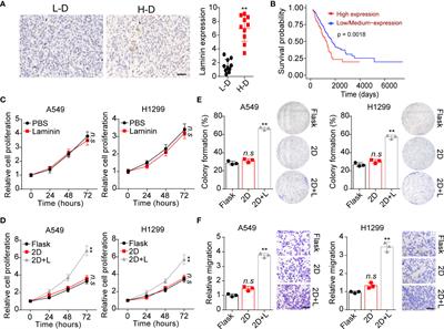 Laminin-bound integrin α6β4 promotes non-small cell lung cancer progression via the activation of YAP/TAZ signaling pathway